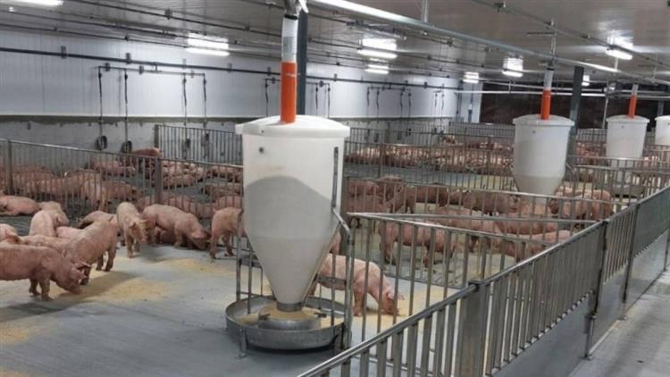 Taisugar comprehensively strengthens biosecurity defense against African Swine Fever.