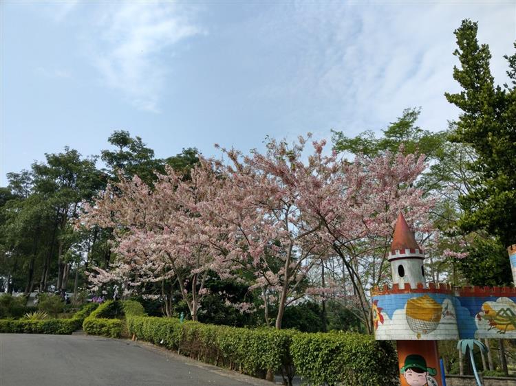 江南渡假村正值桃紅陣雨樹盛放之時，目前花開已約7成。