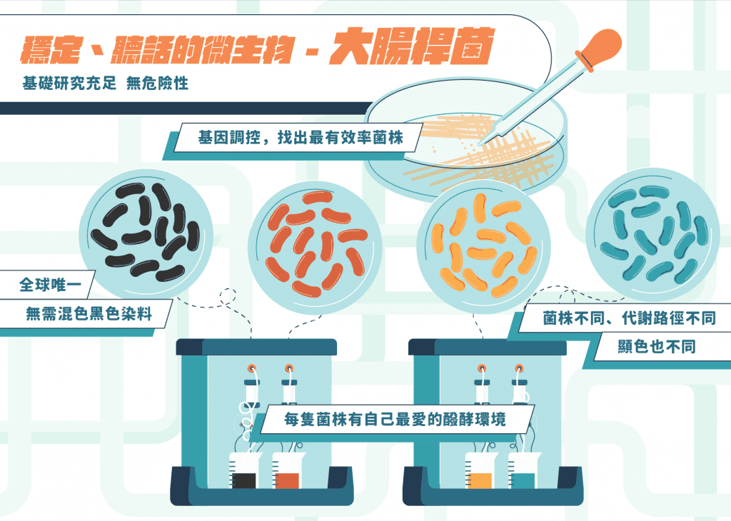 穩定、聽話的微生物-大腸桿菌