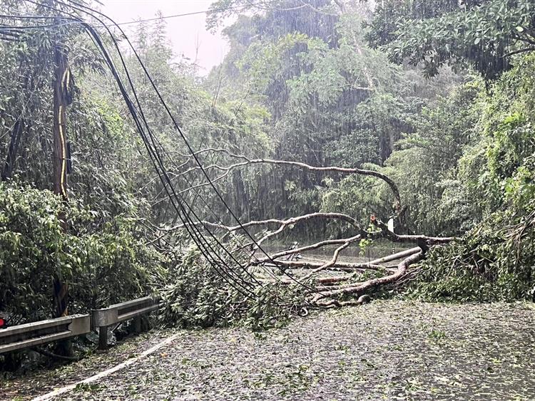 圖說：強風豪雨致桃園復興區樹木傾倒壓損配電線路。