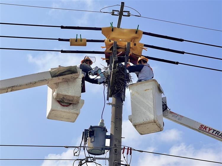 圖說：因應驚蟄節氣到來，台電出動超過4000人投入全國線路防護行動，努力降低鳥獸外力造成停電。