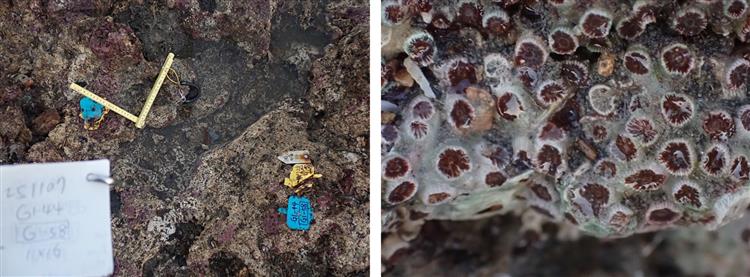 114年11月海大團隊記錄到的珊瑚照片(G1-44)